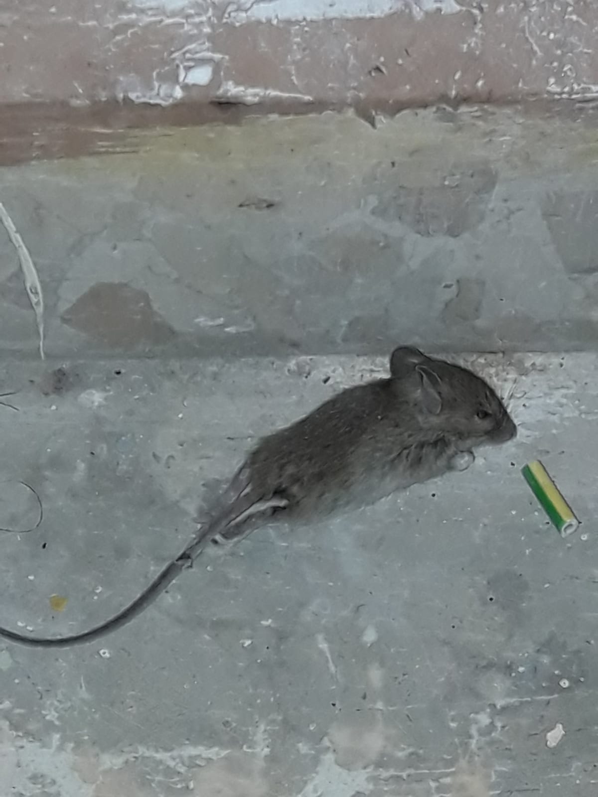 Un ratón muerto en el interior del Hospital de Jerez.