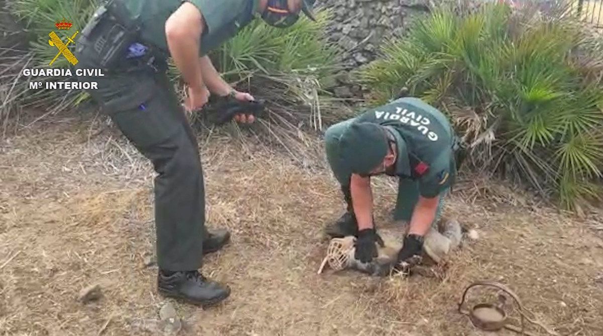 La Guardia Civil liberando al zorro herido en El Castillo de las Guardas
