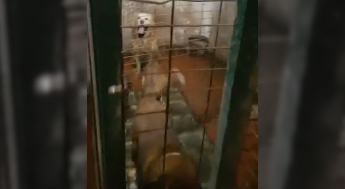 Rescatan a diez perros hacinados en una habitación rodeados de excrementos e insectos