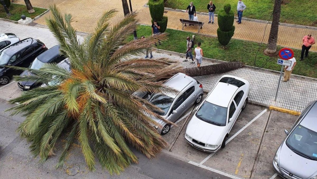 La palmera desplomada en la plaza del Polvorista de El Puerto