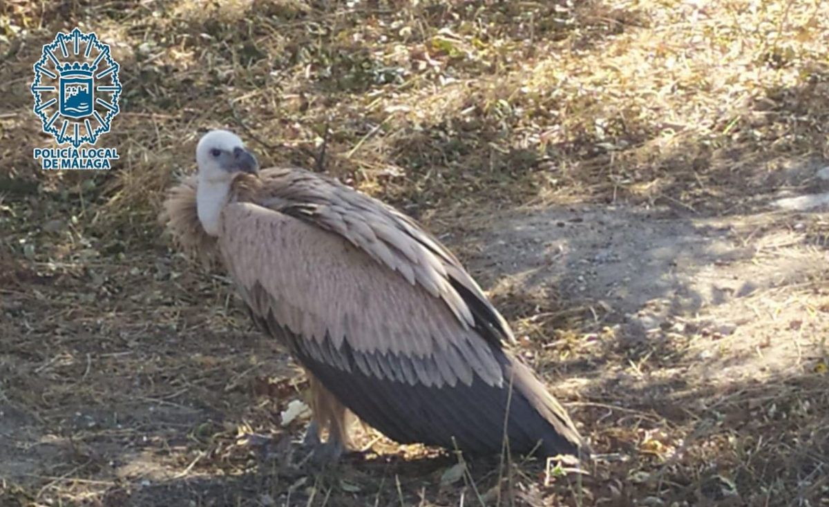 Ejemplar de buitre leonado enfermo capturado en Málaga