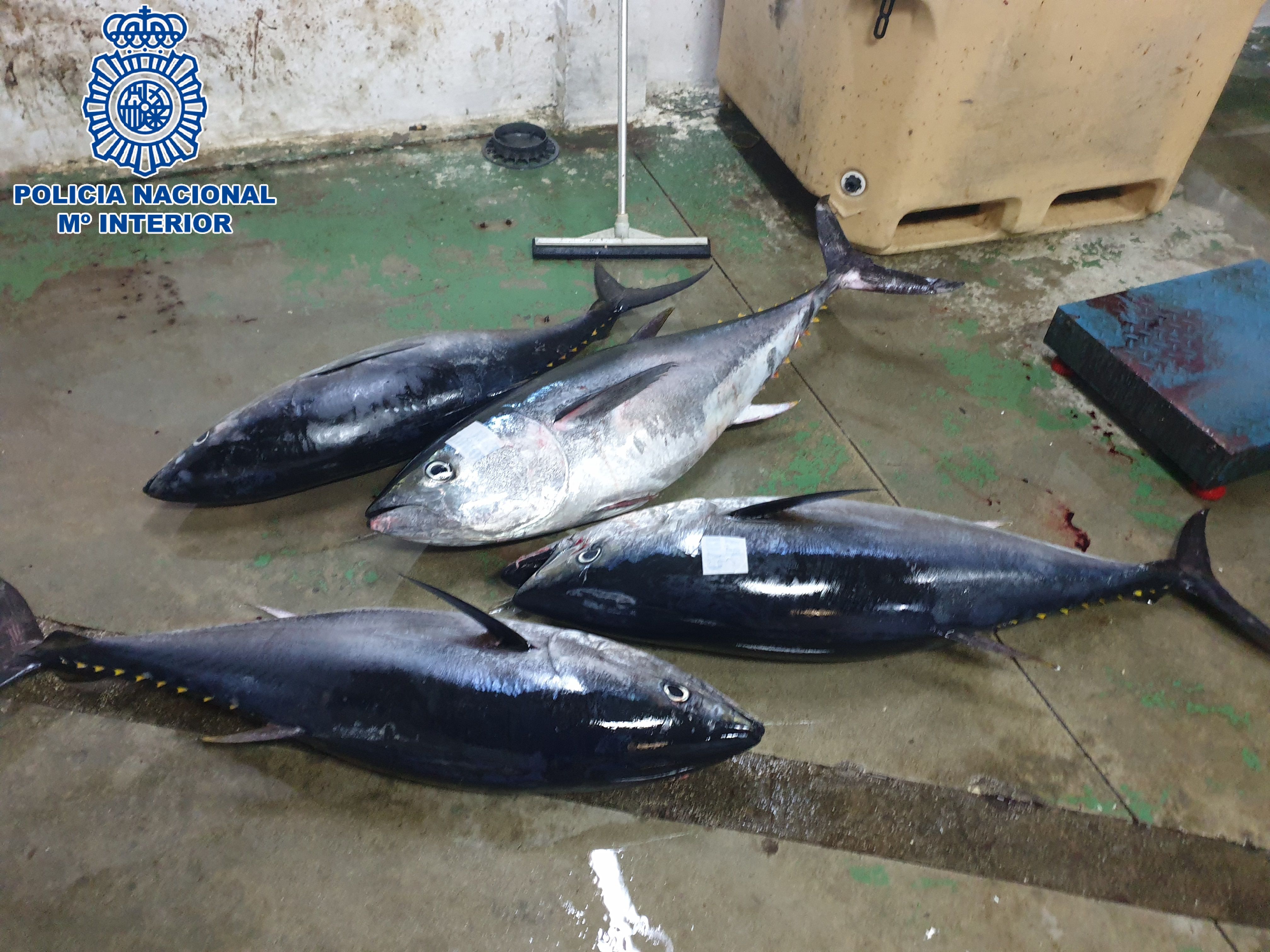 Tráfico ilegal de atún rojo: ejemplares intervenidos en Algeciras.
