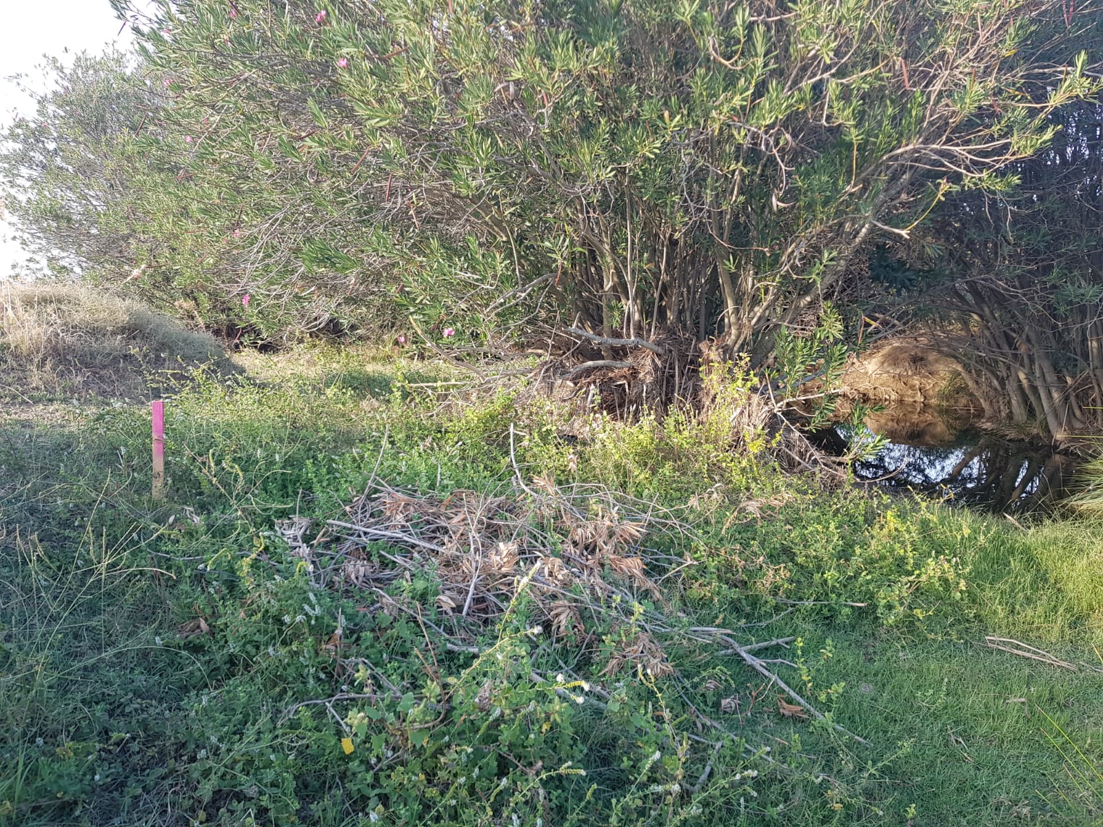 Vía pecuaria en La Campaña. Autor: Asedeca Vía pecuaria en La Campaña. Autor: Asedeca