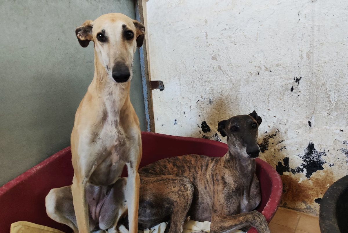 Perros abandonados recogidos por la asociación Galgos del Sur, que pide la prohibición de la caza con perros.