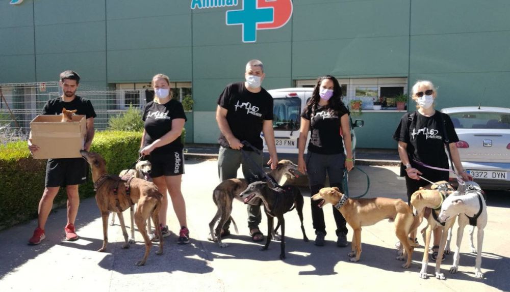 Un grupo de voluntarios cuidando a los galgos.