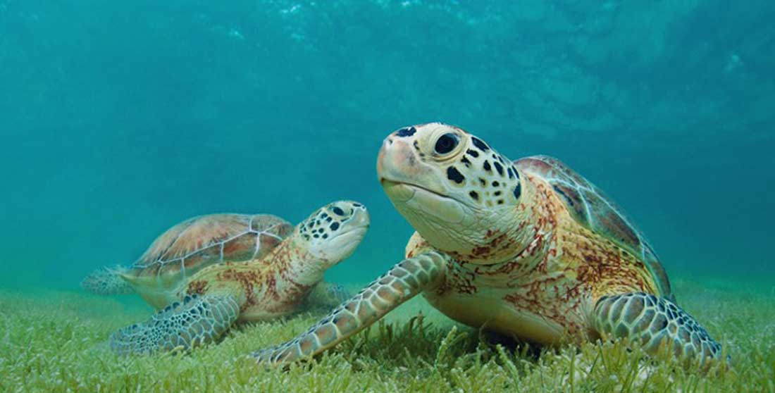 Doñana acoge cada vez con más frecuencia nuevos nidos de tortugas marinas