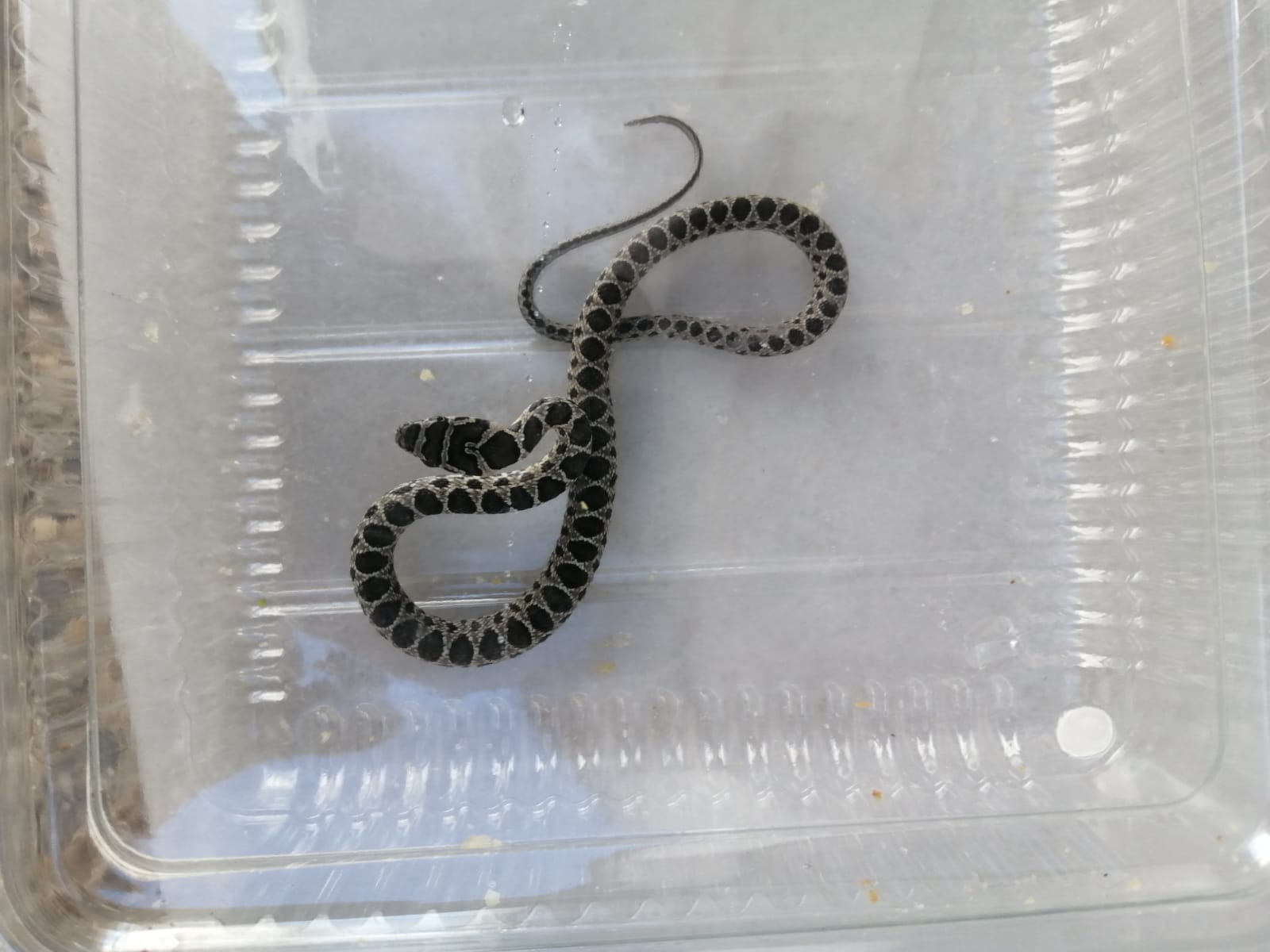 La culebra que encontró el vecino en el centro de Jerez. FOTO: Cedida