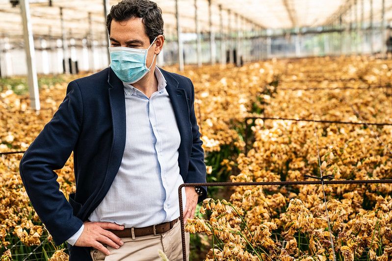 Moreno, presidente de la Junta, visita una explotación de flor cortada, devastada por la pandemia. Autor: JUNTA