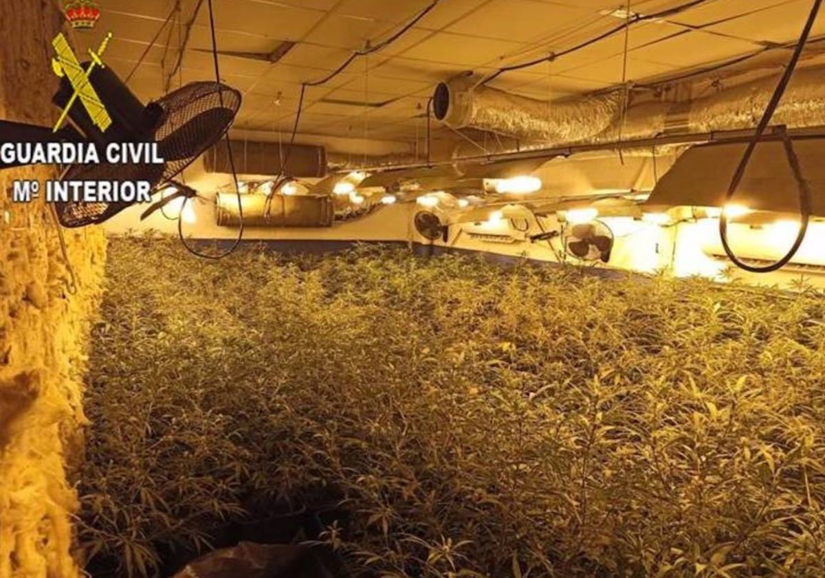 Un cultivo con más de 600 plantas de marihuana en una nave industrial de Jerez.