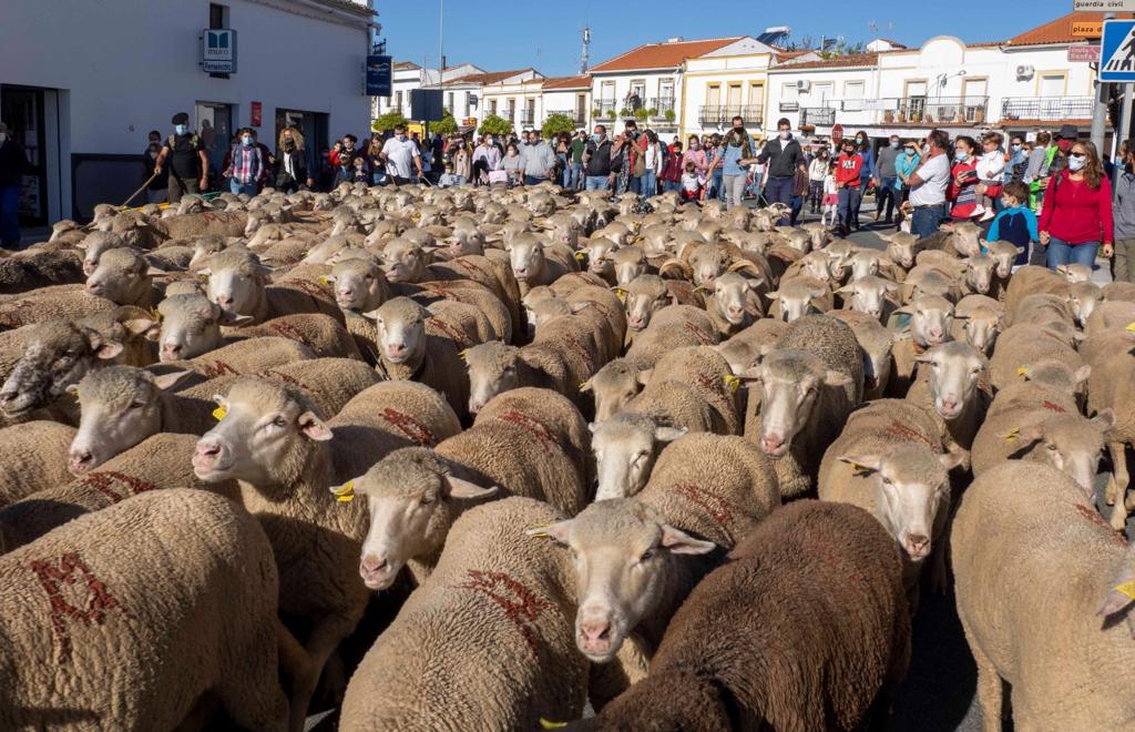 La trashumancia, un mundo rural vivo