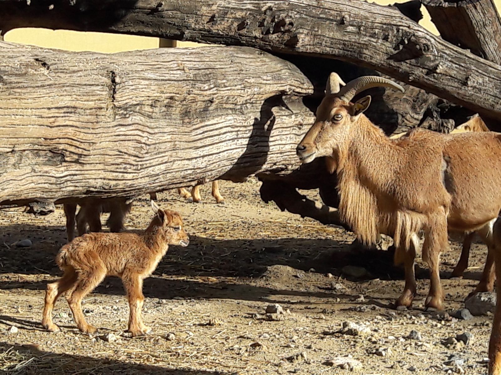 muflonimg-20180331-wa0007_01