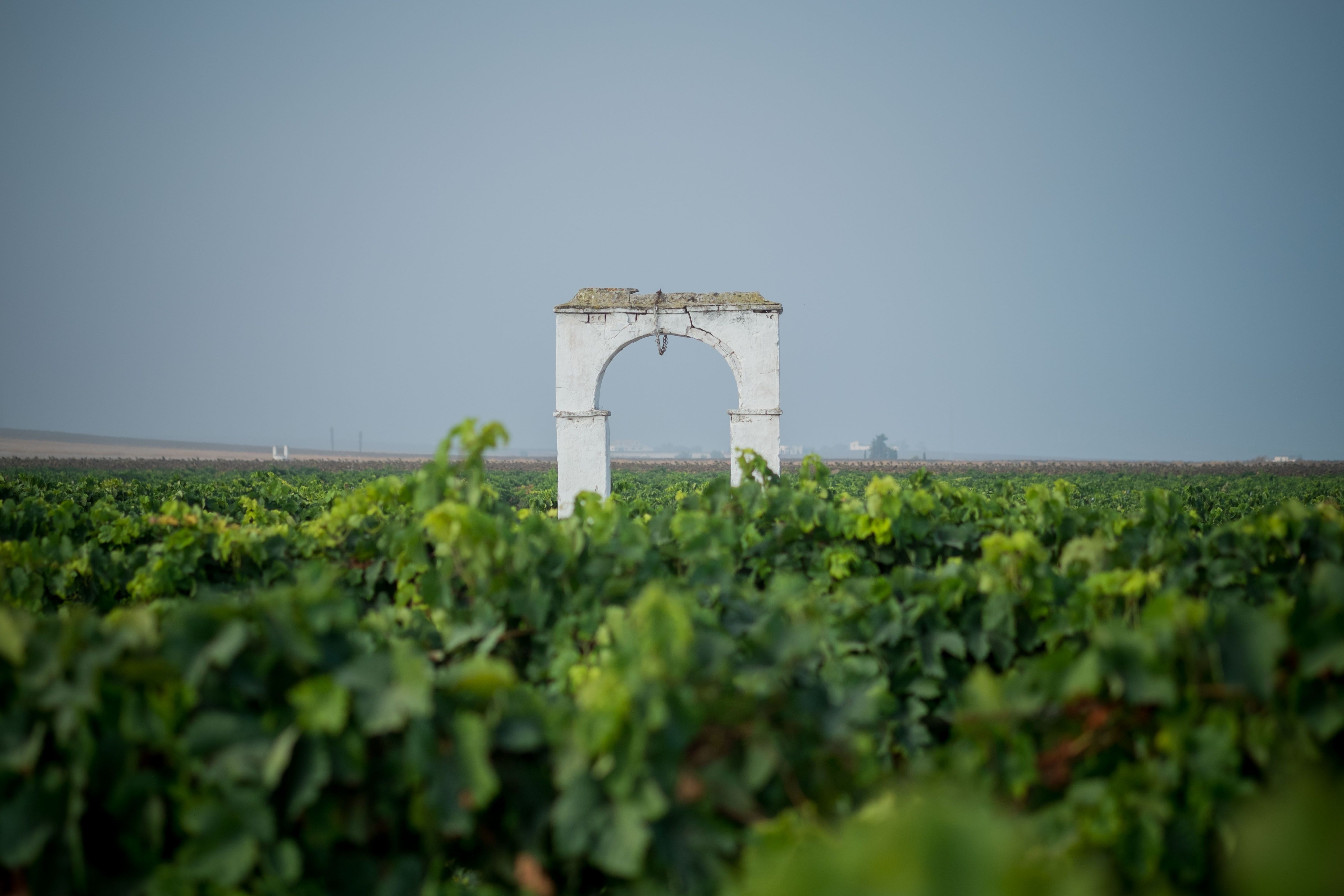 Viña del . FOTO: MANU GARCÍA.