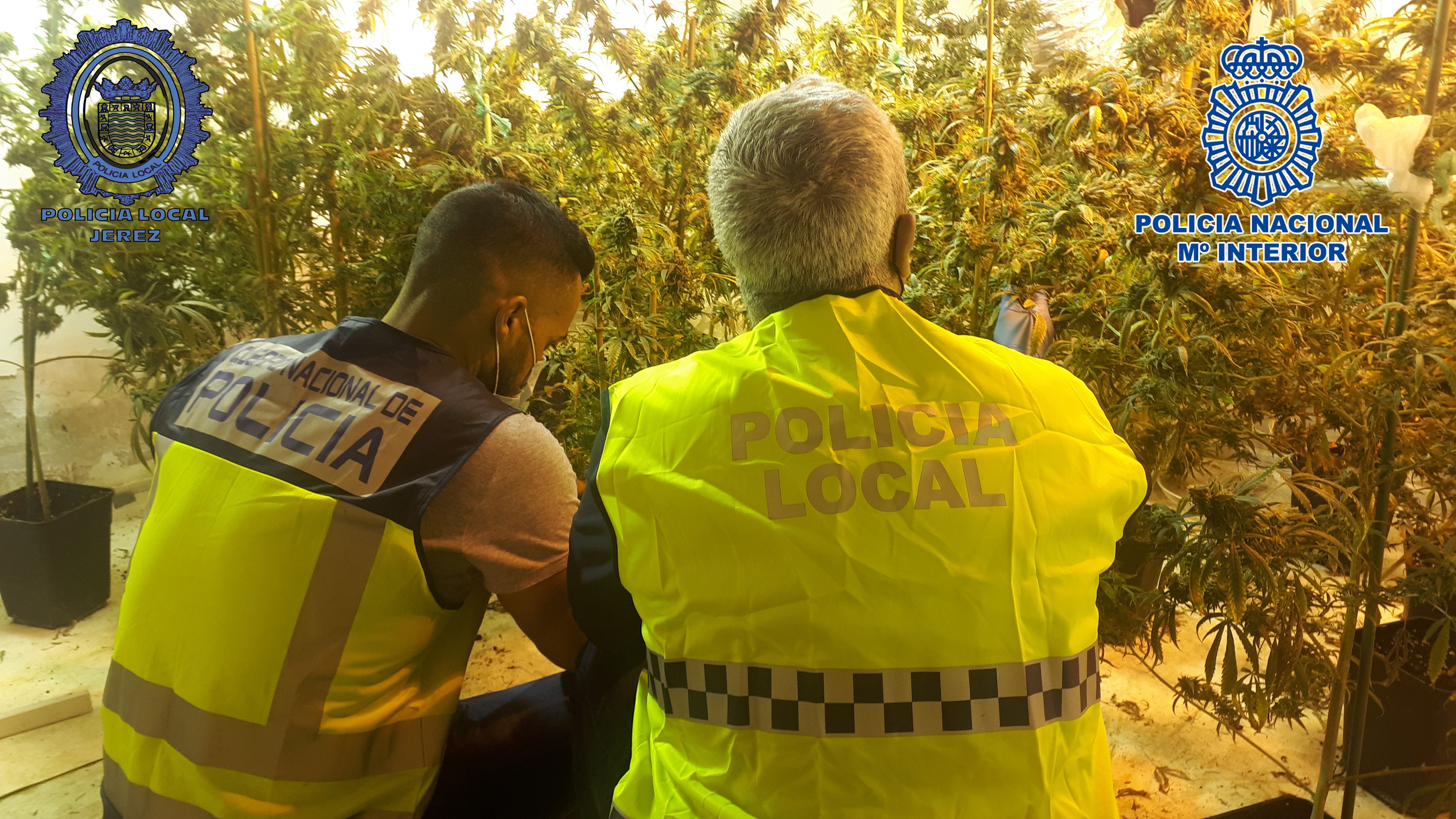 Interior del chalet en La Barca con la enorme plantación de marihuana. Autor: POLICÍA