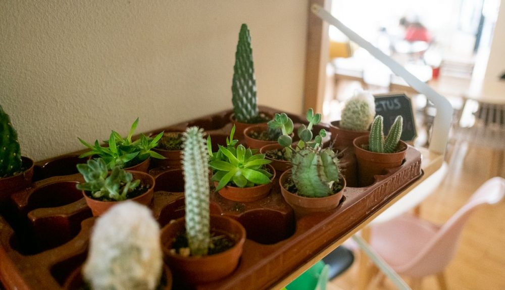 Macetas de cactus en una estantería. 