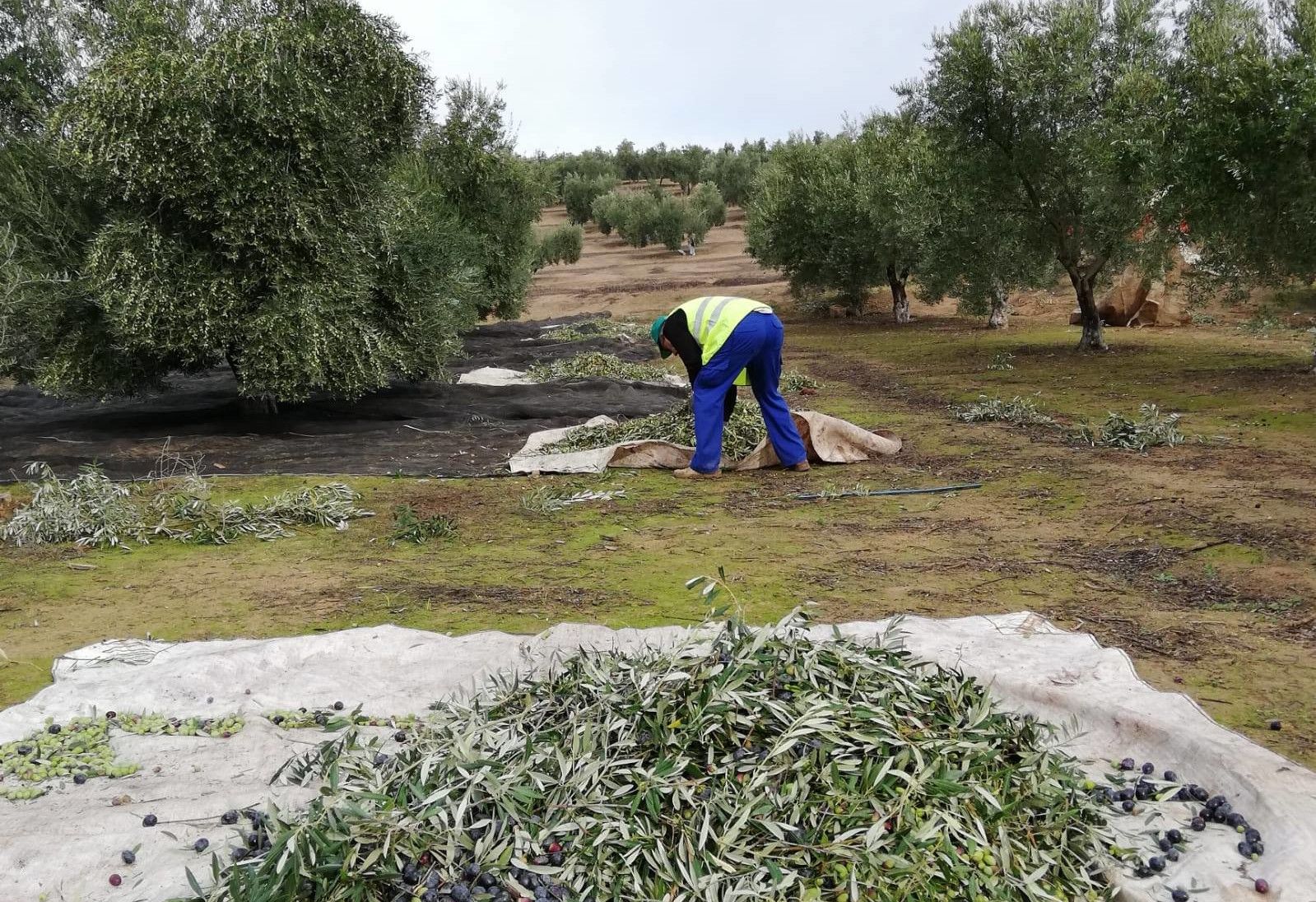 La recogida de la oliva en Jaén. FOTO: Asaja
