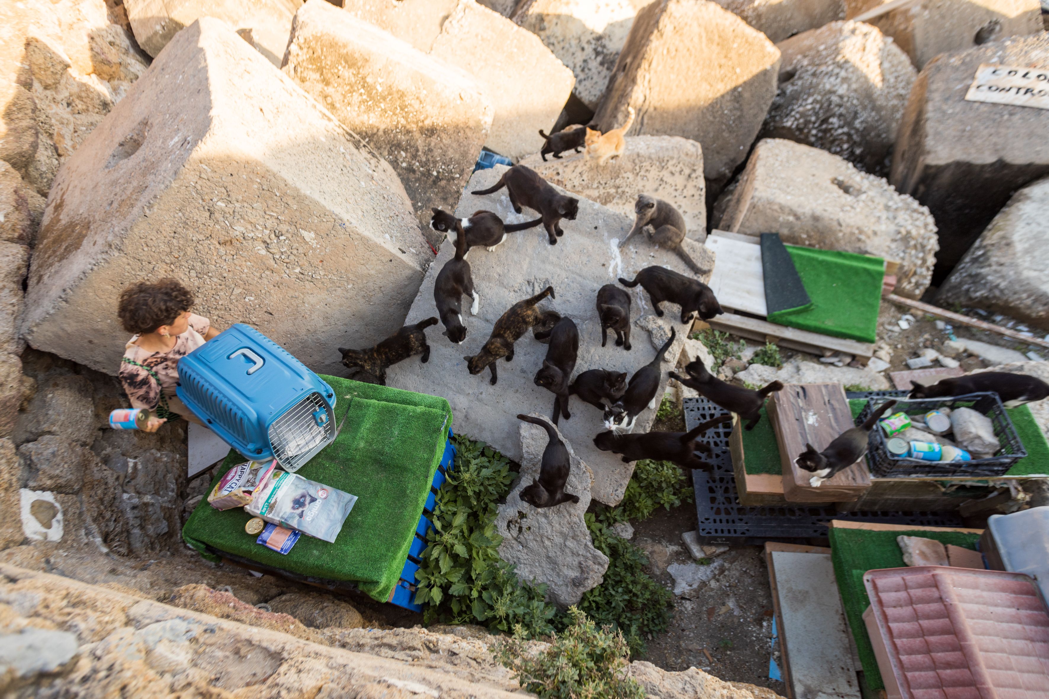 Una voluntaria de la colonia felina los África, en Cádiz, en una imagen reciente.