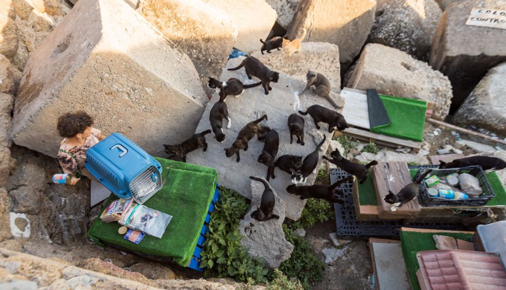Una voluntaria de la colonia felina los África, en Cádiz, en una imagen reciente.
