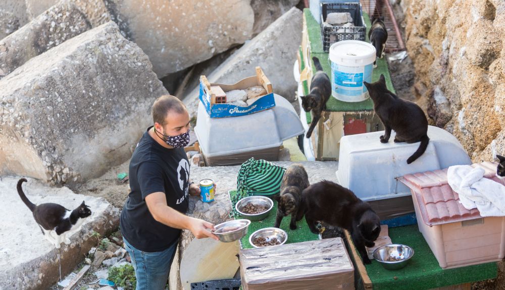 colonia gatos Cadiz008