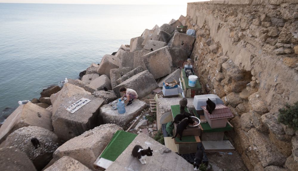 colonia gatos Cadiz018