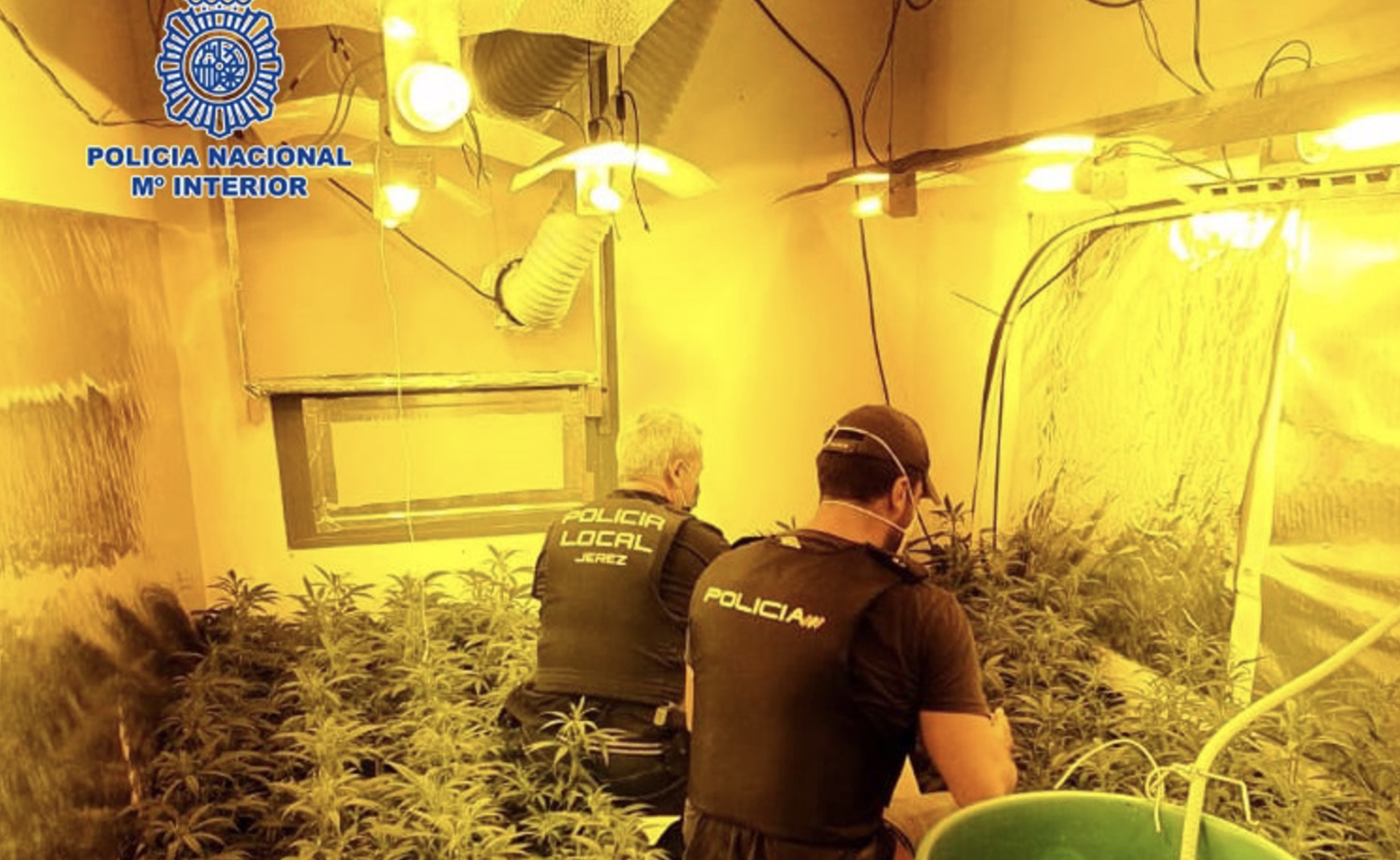 Intervención en una plantación 'indoor' de marihuana en Jerez. Usan una vivienda alquilada en Chapín para cultivar 171 plantas de cannabis.