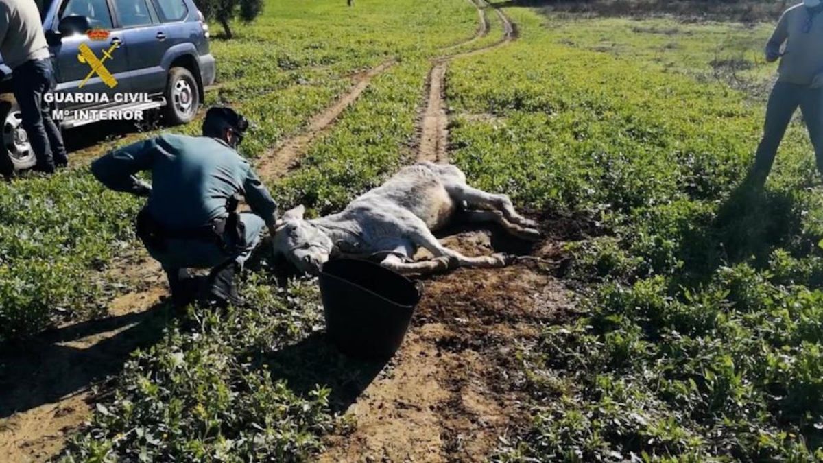 Burro desnutrido en la parcela de Almonte. Burro desnutrido en la parcela de Almonte.