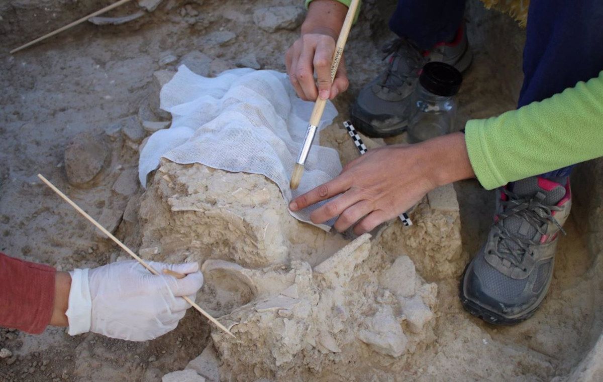 Cráneo de uro salvaje encontrado en Valencina de la Concepción.