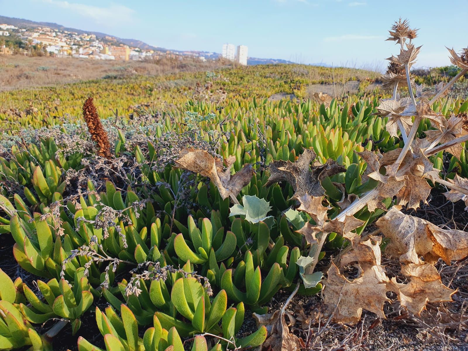 Uña de león en las playas de la costa del Campo de Gibraltar.