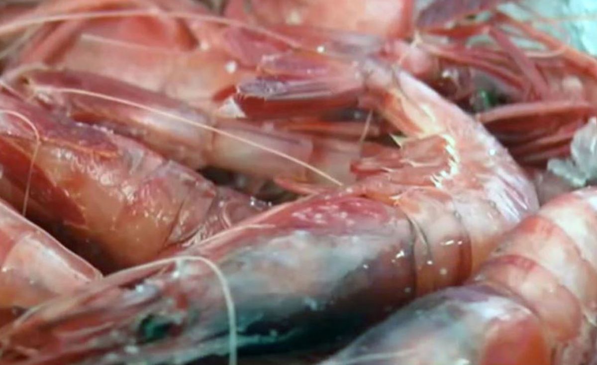 El sector pesquero almeriense apuesta por la venta 'online' de la gamba roja en tiempos de pandemia.