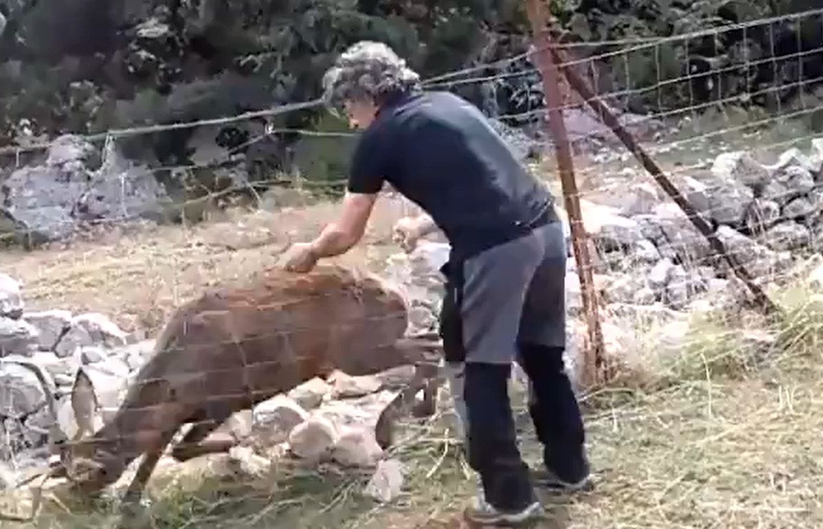 El sanluqueño mientras libera al ciervo que quedó atrapado en una alambrada en la Sierra de Grazalema.