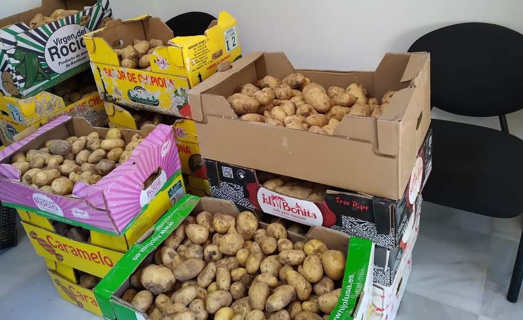 Patatas cultivadas en el huerto solidario de El Torno.