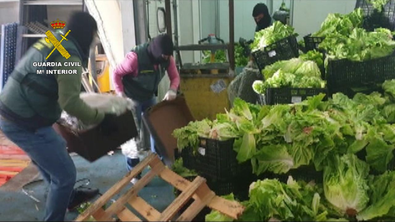 La Guardia Civil, con los palés de verdura donde se escondía la droga.