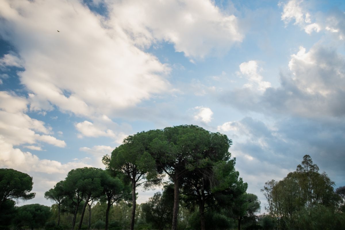 Imagen del Rancho Linares, donde se inicia la urbanización del bosque.