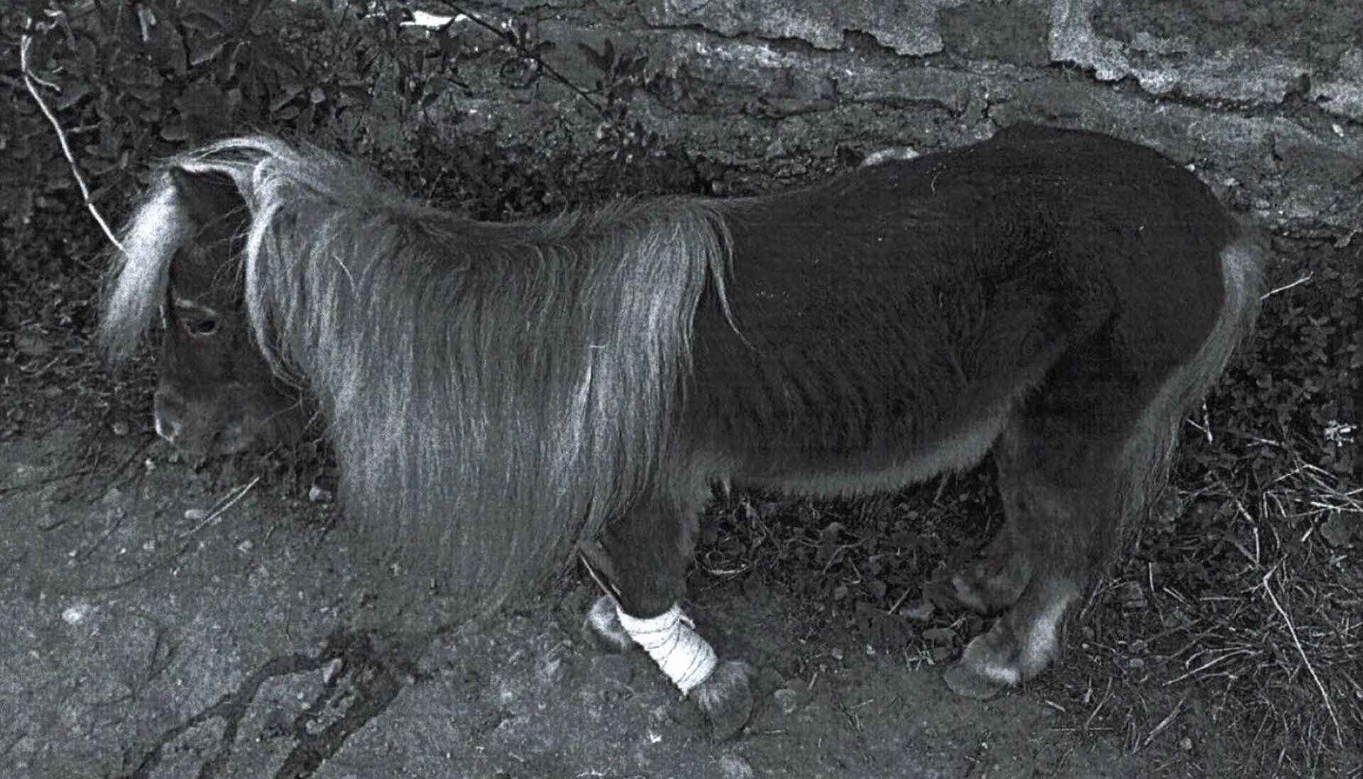 Poni localizado por la Policía Nacional amarrado en una rambla de Almería. Autor: Policía