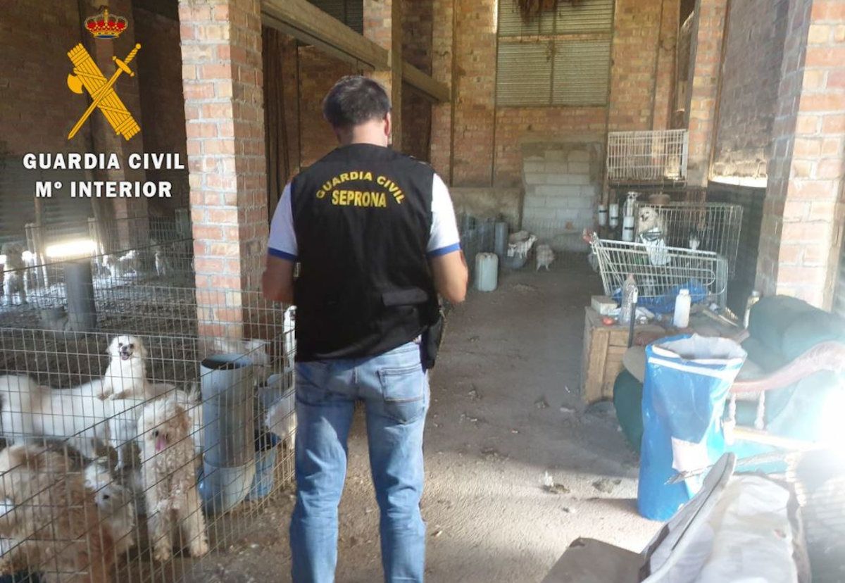 La Guardia civil desmantela un criadero ilegal con casi un centenar de perros, de los que a 34 les cortaron las cuerdas vocales para no delatar su paradero.