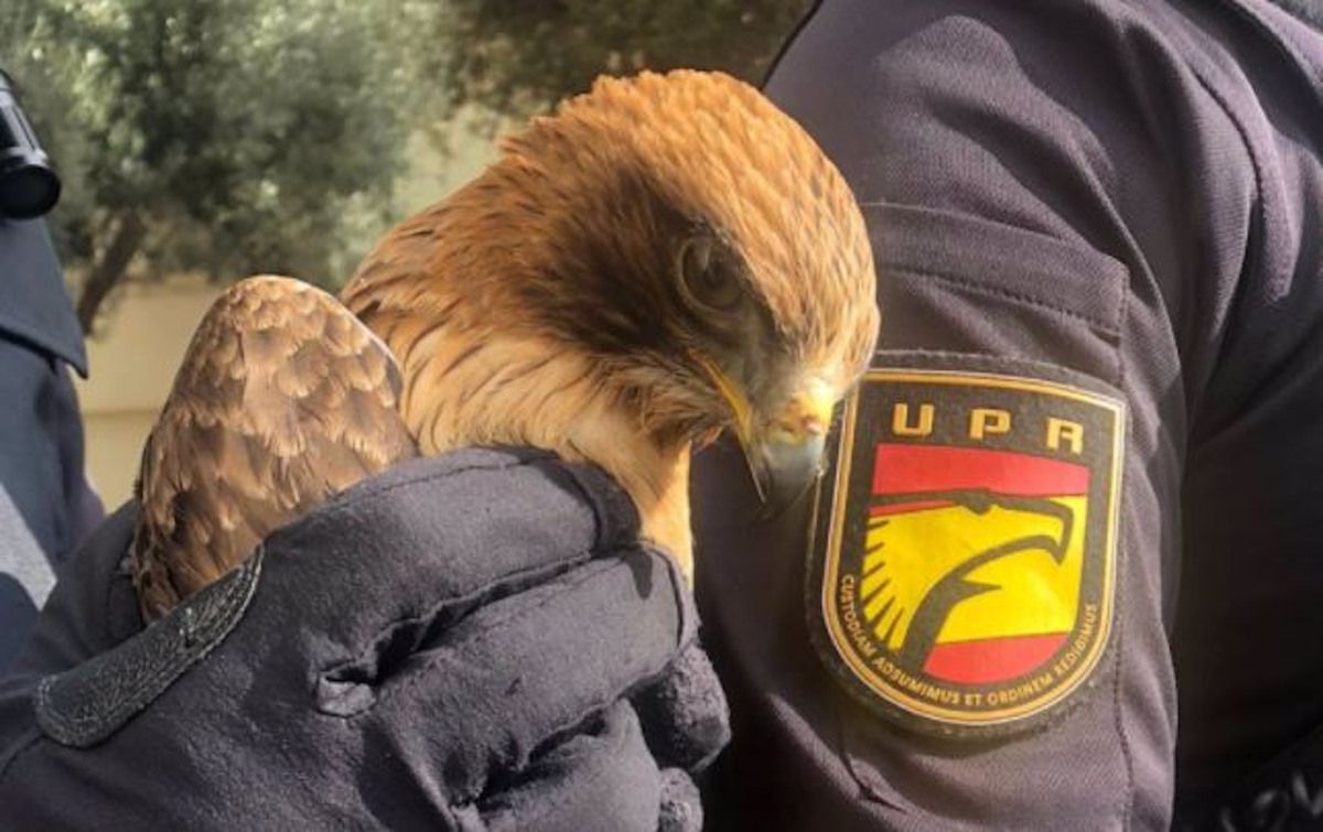 Rescatan un ave rapaz que no podía alzar el vuelo en medio de la carretera del barrio de La Palmilla, en Málaga.