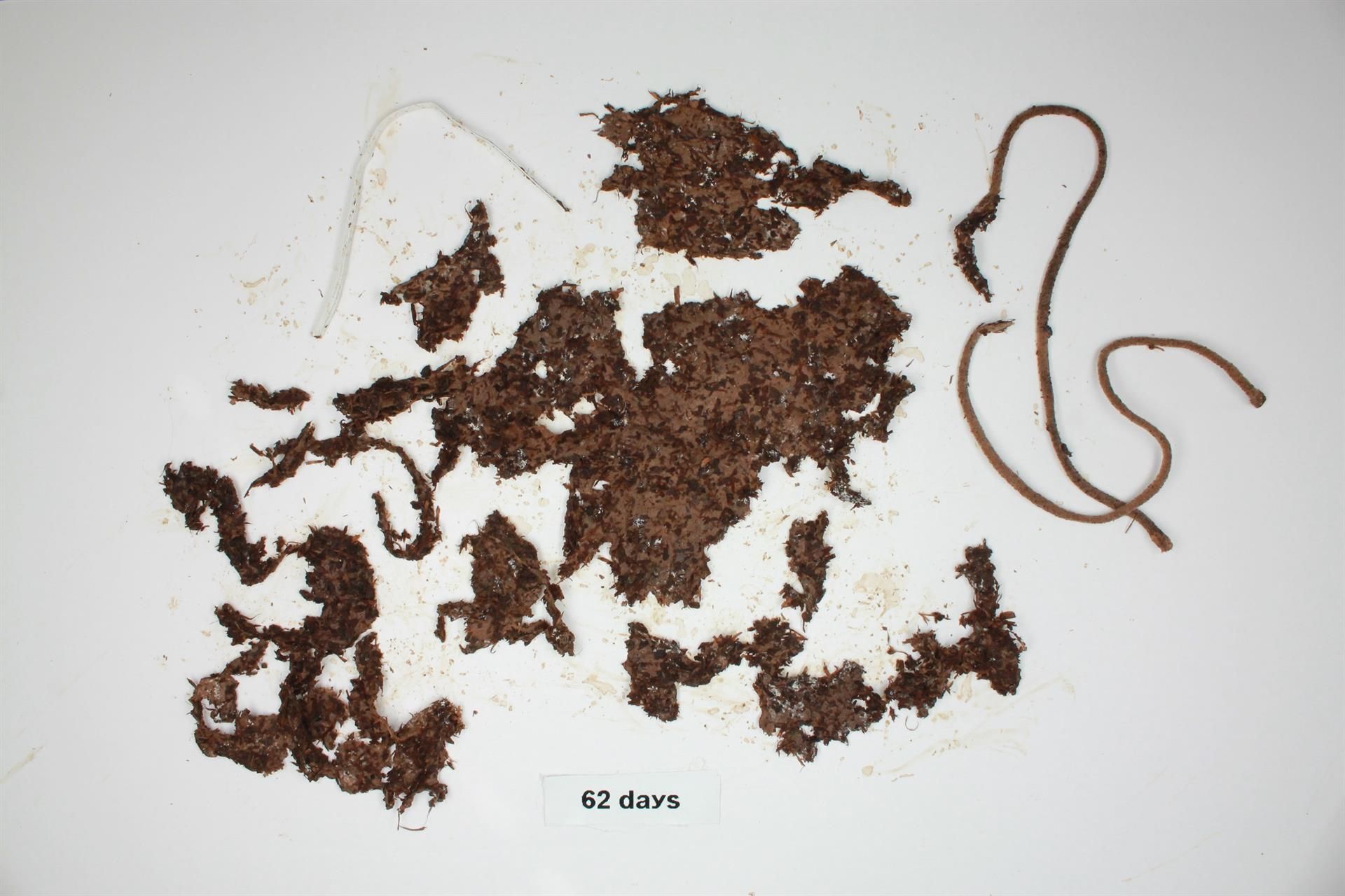 La mascarilla biodegradable diseñada por Bionicia.