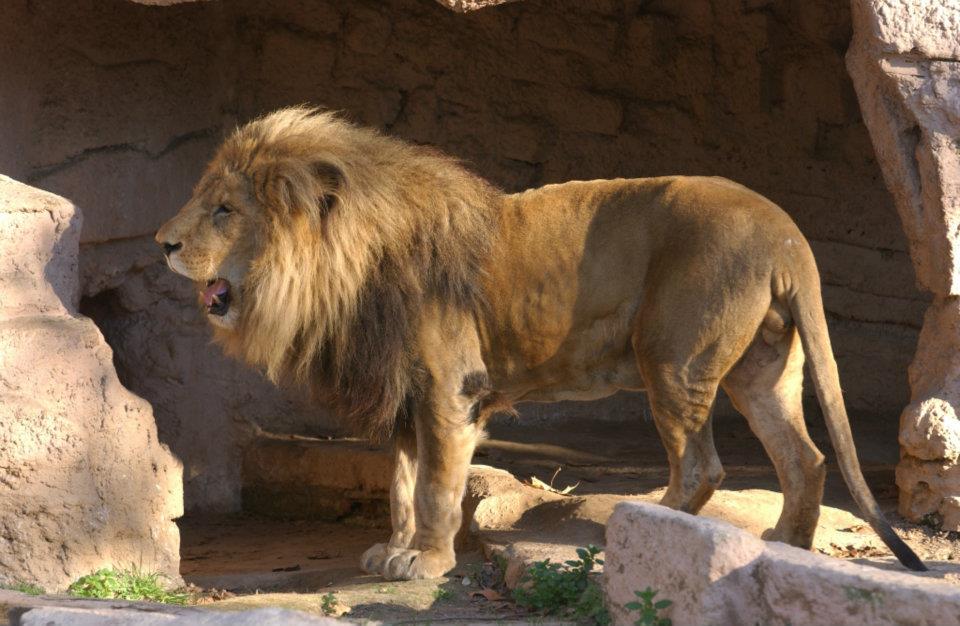 Un león en el Zoo de Barcelona, en una imagen de archivo.