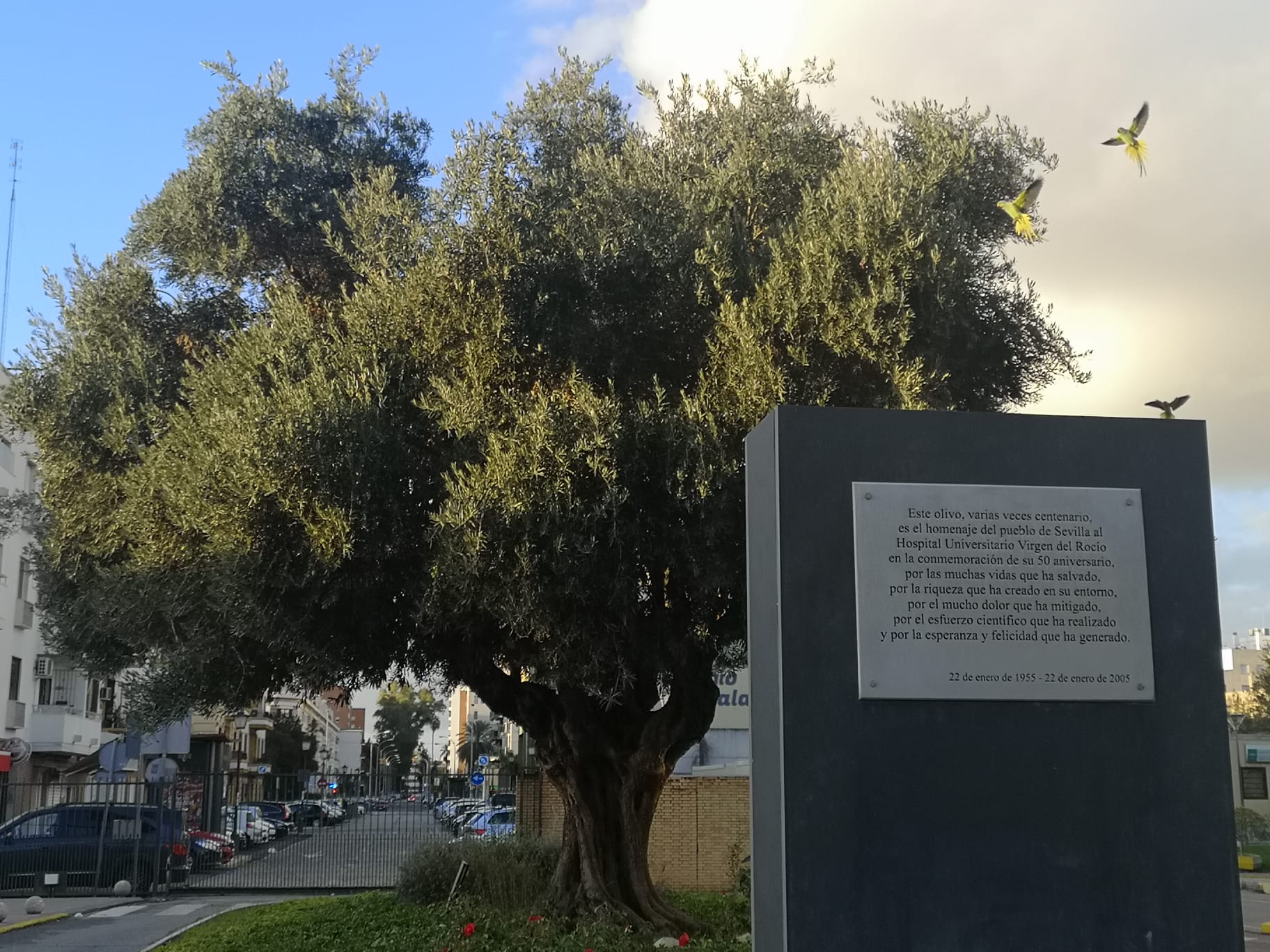 Cotorras de Kramer comiendose aceitunas gordales de olivo en HU Virgen del Rocio Sevilla.