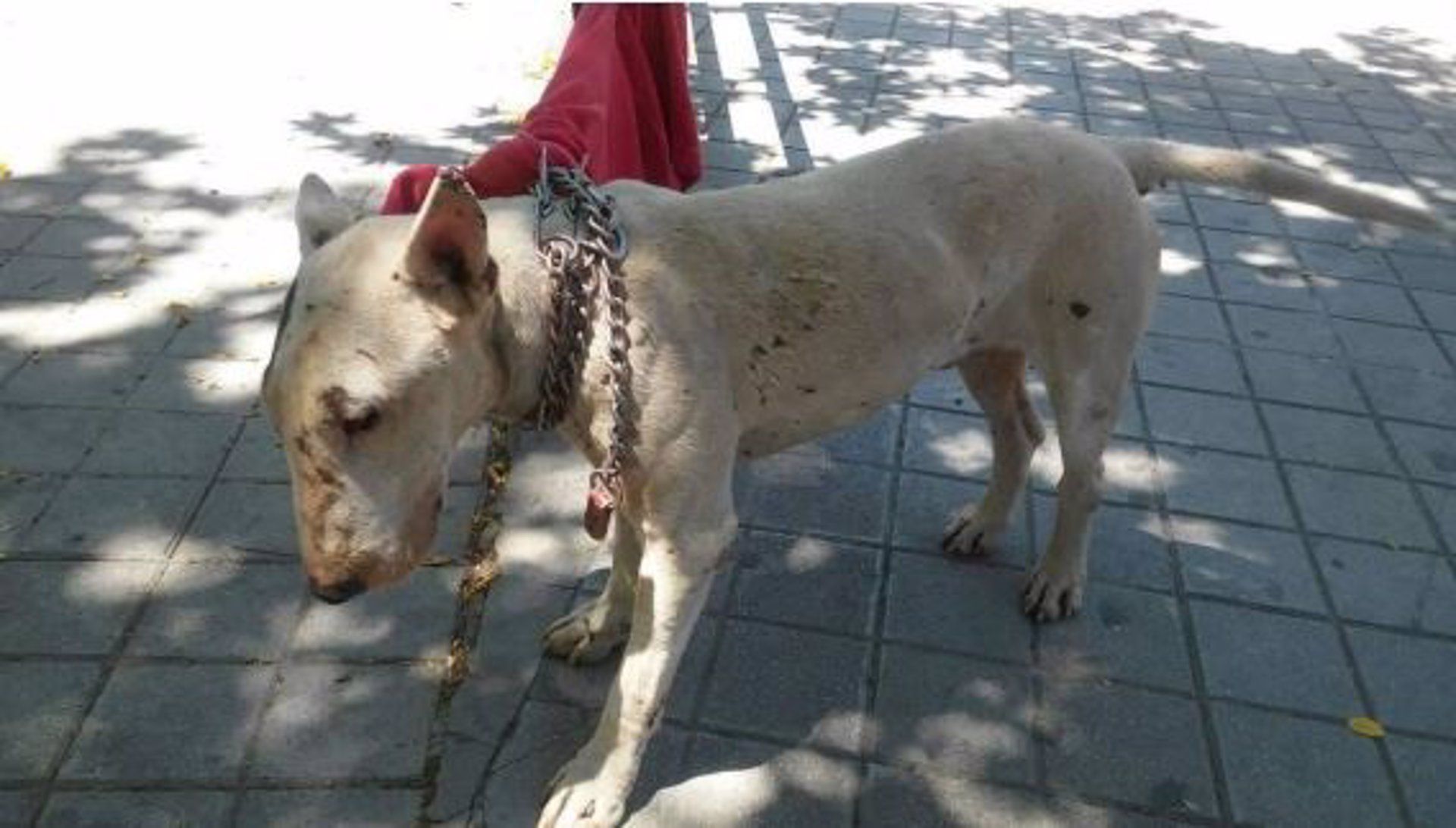 Perro abandonado atado en una calle de Granada.