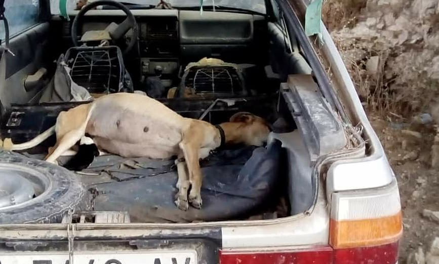 La galga, embarazada, tumbada en el maletero del coche.