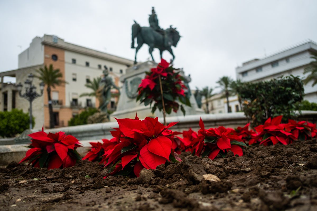 Flores de Pascua en la fuente de la plaza del Arenal de Jerez. Flores de Pascua en la fuente de la plaza del Arenal de Jerez.