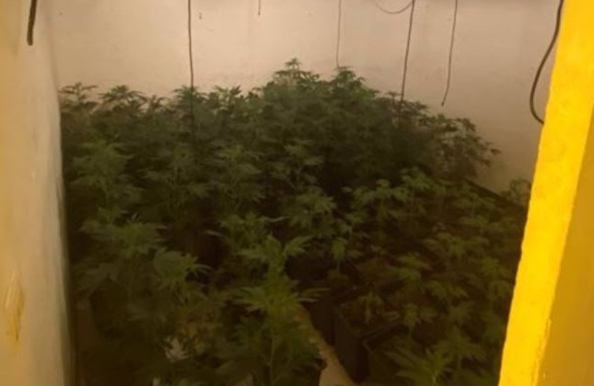 Un cultivo de más de 300 plantas de marihuana oculto en un chiringuito de playa.