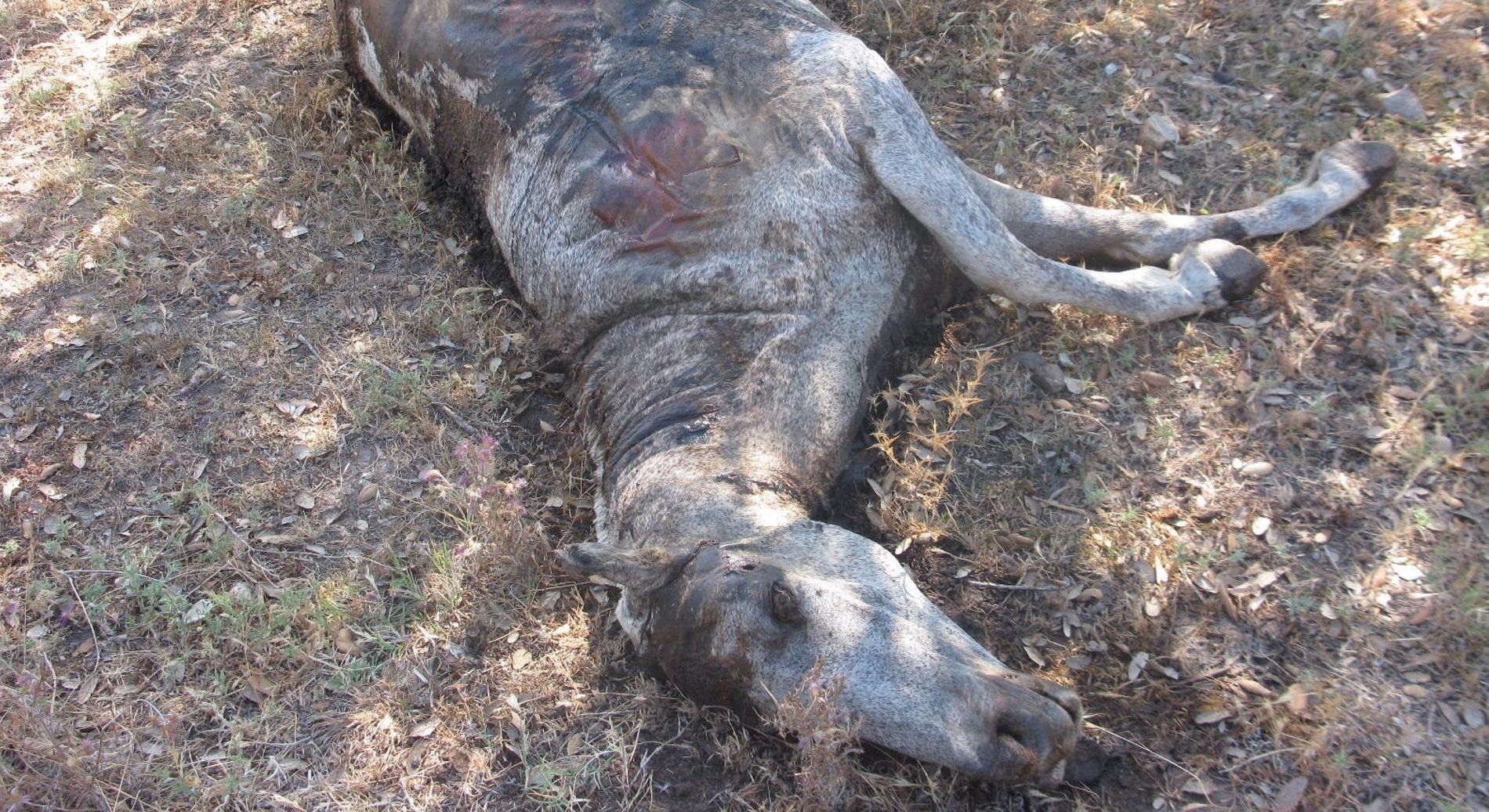 Un caballo abandonado en una imagen de archivo. 