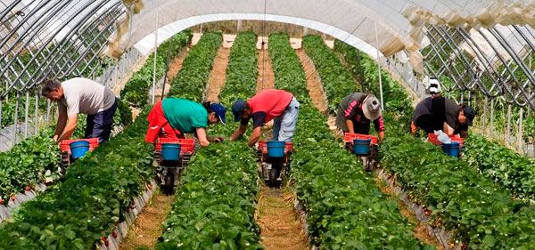 Trabajadores durante una campaña de recogida de la fresa en Huelva. FOTO: UGT.