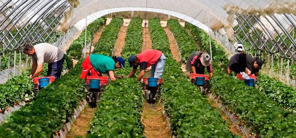 Las mujeres inmigrantes de los campos de fresas de Huelva sufren  violaciones, agresiones y abusos