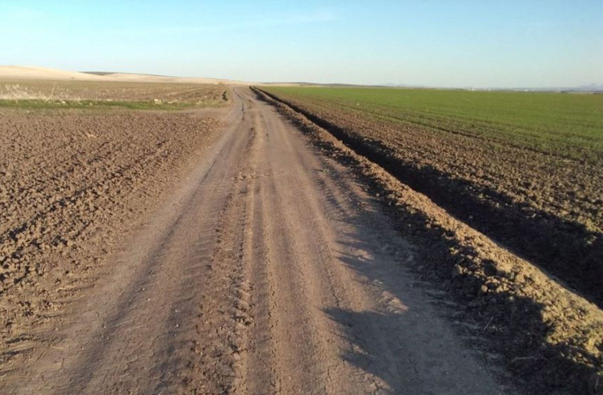 Tramo de la Vereda de Sevilla, en Carmona, ocupado por los cultivos. Foto: Aionsur