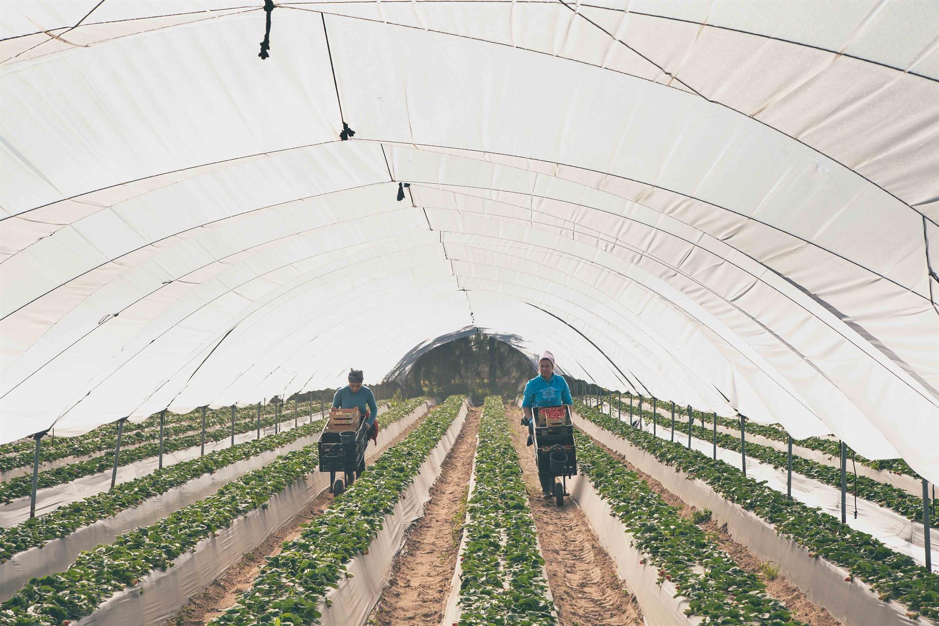 Imagen de archivo de dos trabajadoras recogiendo fresas en un campo de Huelva. Autor: Extenda Imagen de archivo de dos trabajadoras recogiendo fresas en un campo de Huelva. Autor: Extenda
