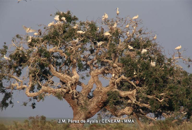 Aves en Doñana. FOTO: JM Pérez de Ayala - Ceneam - MMA