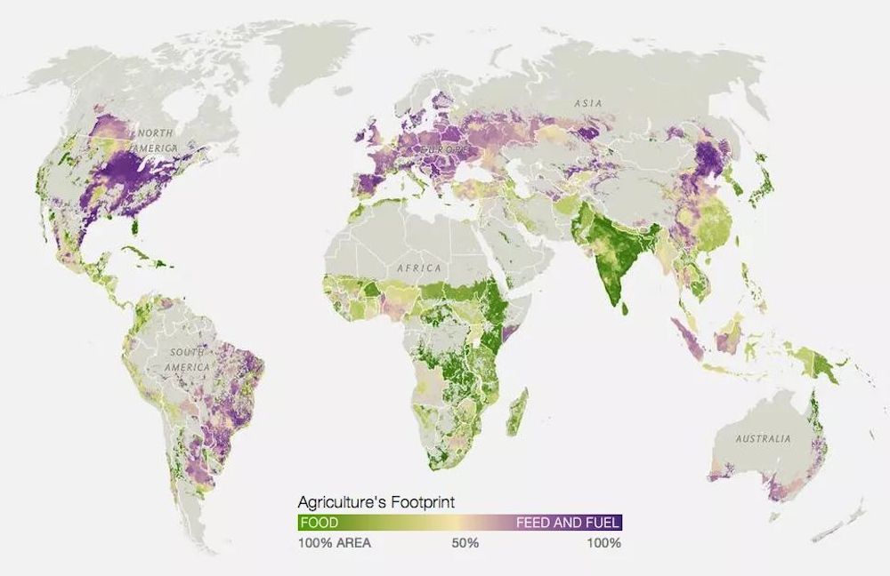 En verde, cultivos destinados al consumo humano (55%); en violeta, cultivos destinados a alimento para animales (36%) y combustibles (9%). Fuente: National Geographic.