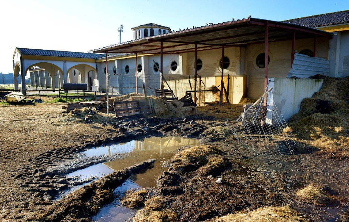 El “lamentable estado de abandono y deterioro” de las instalaciones hípicas de Chapín en Jerez.